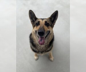 German Shepherd Dog Dogs for adoption in Salinas, CA, USA