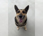 Small Photo #4  Puppy For Sale in , 