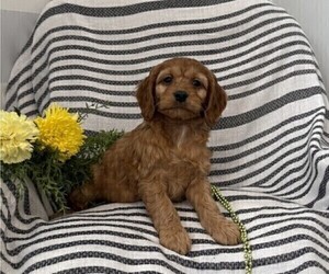 Cockapoo Puppy for sale in STANLEY, WI, USA