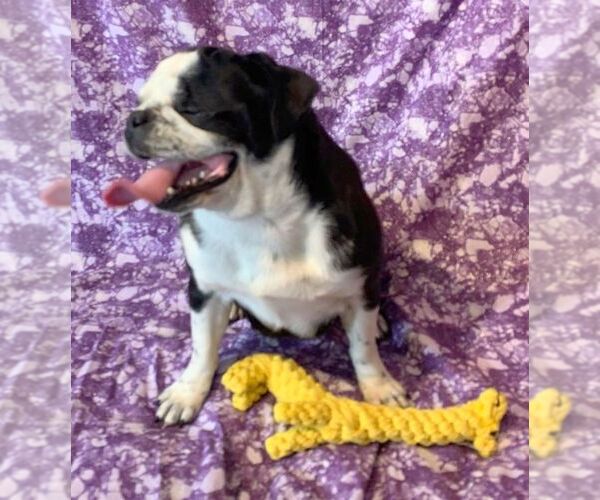 Medium Photo #3 Pug Puppy For Sale in Abilene, KS, USA