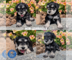 Image preview for Ad Listing. Nickname: Litter of 4