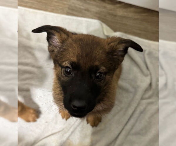 Medium Photo #1 German Shepherd Dog Puppy For Sale in Foristell, MO, USA