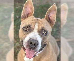 Mutt Dogs for adoption in Canton, CT, USA