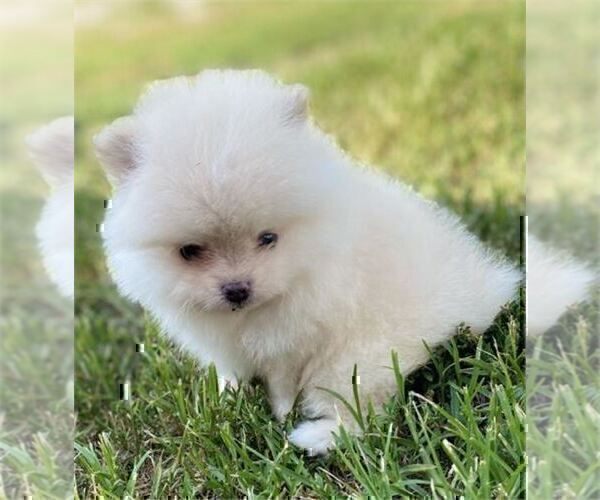 Medium Photo #11 Pomeranian Puppy For Sale in PEMBROKE PINES, FL, USA