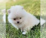 Small #10 Pomeranian