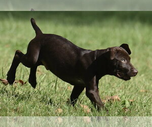 Fuzz - Male Chocolate Labrador retriever-Pointer Mix Dog for Adoption - Photo #4