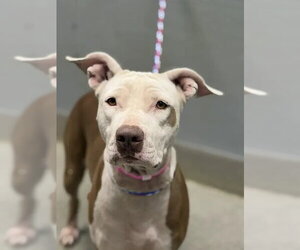 Mutt Dogs for adoption in Las Vegas, NV, USA
