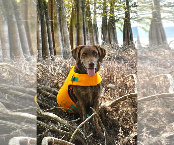 Medium Photo #2 Labrador Retriever-Mountain Cur Mix Puppy For Sale in Lafayette, LA, USA