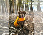 Small #1 Labrador Retriever-Mountain Cur Mix