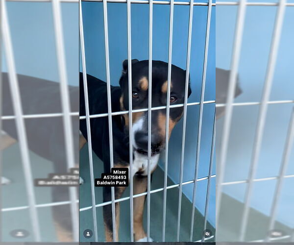 Medium Photo #1 Mutt Puppy For Sale in Pasadena, CA, USA