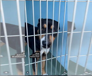 Mutt Dogs for adoption in Pasadena, CA, USA