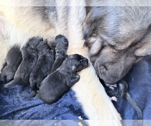 Caucasian Shepherd Dog Puppy for sale in AKELEY, MN, USA