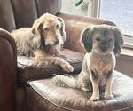 Small #1 Silky Terrier Mix