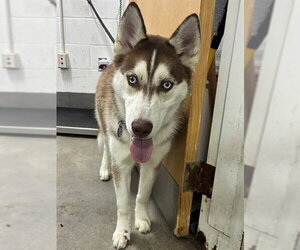 Siberian Husky Dogs for adoption in Forestville, MD, USA