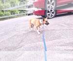 Small Photo #20 Shollie Puppy For Sale in Sebec, ME, USA