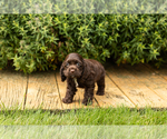 Small #27 Cocker Spaniel