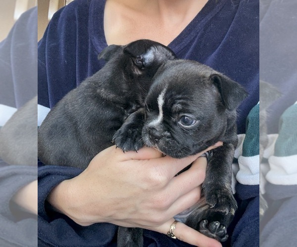 Medium Photo #2 Faux Frenchbo Bulldog Puppy For Sale in RENO, NV, USA