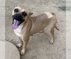 261423  Mama - Female Mutt Dog for Adoption - Photo #2