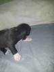 Small Photo #9 American Pit Bull Terrier Puppy For Sale in GRIFFIN, GA, USA