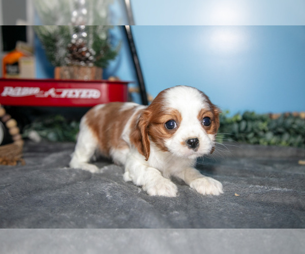 Medium Photo #8 Cavalier King Charles Spaniel Puppy For Sale in MONTGOMERY, MI, USA