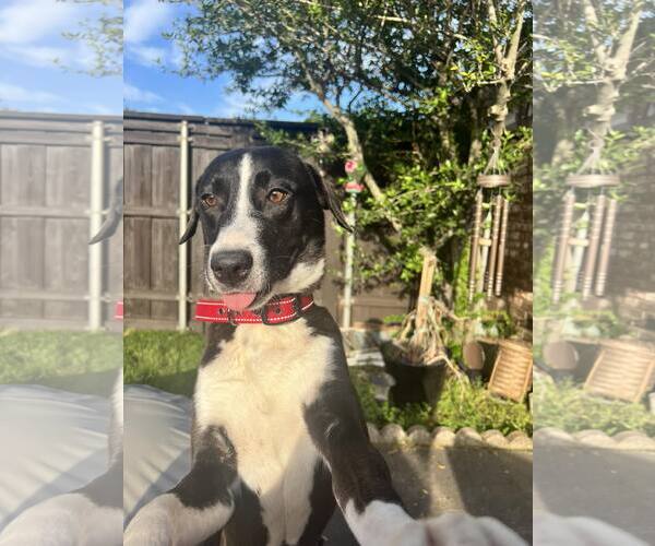 Medium Photo #3 Labrador Retriever-Unknown Mix Puppy For Sale in Rowlett, TX, USA