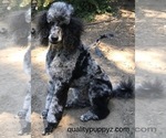Small Photo #1 Springerdoodle Puppy For Sale in ANZA, CA, USA