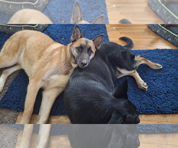 Medium Photo #4 German Shepherd Dog-Unknown Mix Puppy For Sale in Sebec, ME, USA