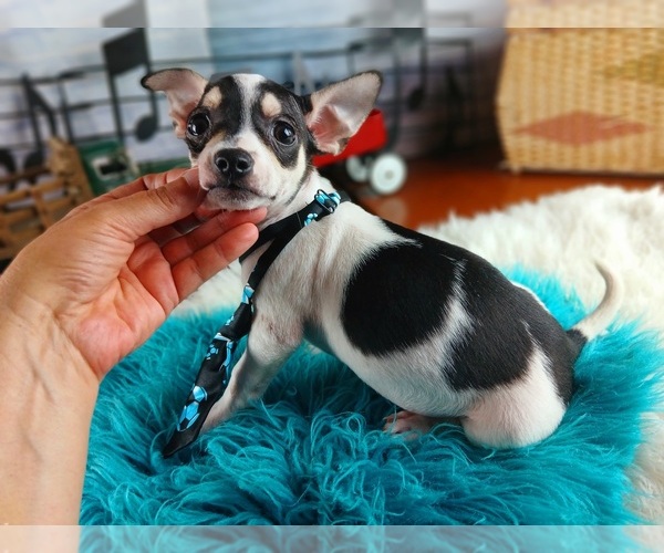 Medium Photo #5 Chihuahua Puppy For Sale in CARTHAGE, TX, USA