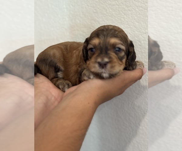 Medium Photo #8 Bernedoodle (Miniature) Puppy For Sale in LONGMONT, CO, USA