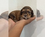 Small #7 Bernedoodle (Miniature)
