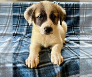 Great Pyrenees-Unknown Mix Dogs for adoption in Osgood, IN, USA