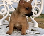 Small Photo #7 Chiranian Puppy For Sale in COVINGTON, TX, USA