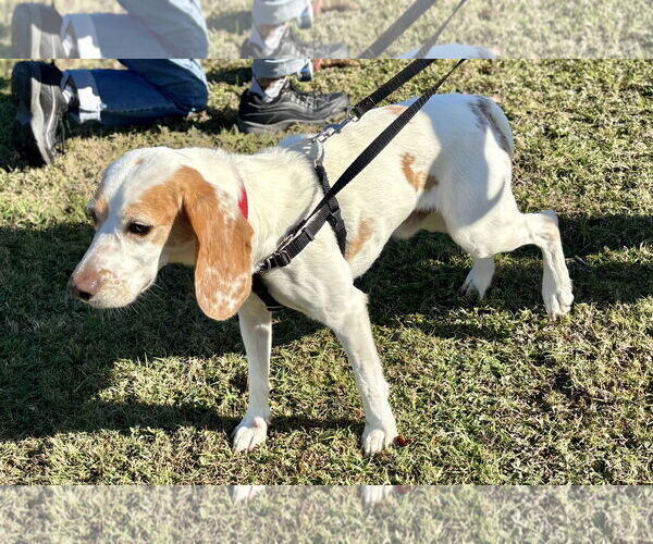 Medium Photo #2 Beagle Puppy For Sale in Tampa, FL, USA