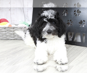 Goldendoodle (Miniature) Puppy for sale in MARIETTA, GA, USA