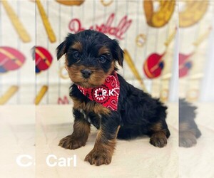 Yorkshire Terrier Puppy for sale in WINNSBORO, LA, USA
