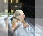 Small Photo #9 English Bulldog Puppy For Sale in SANTA CLARITA, CA, USA