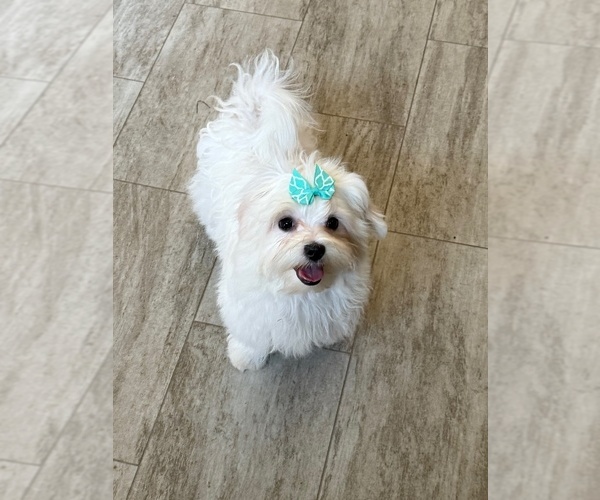 Medium Photo #2 Maltese Puppy For Sale in ROCK VALLEY, IA, USA