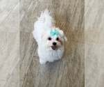 Small #1 Maltese