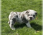 Puppy Faith English Bulldog