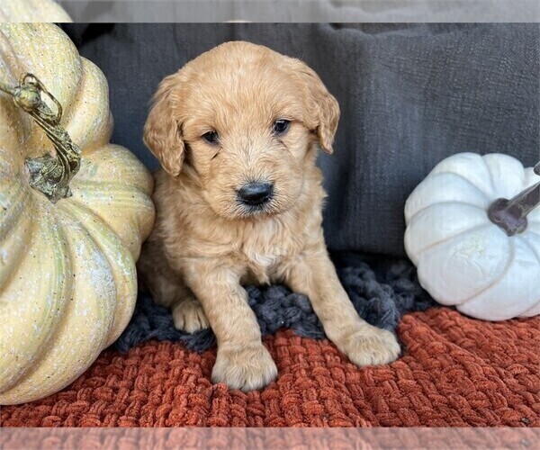 Medium Photo #6 Goldendoodle (Miniature) Puppy For Sale in PEMBROKE PINES, FL, USA