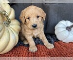 Small Photo #6 Goldendoodle (Miniature) Puppy For Sale in PEMBROKE PINES, FL, USA