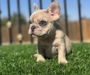 French Bulldog Puppy for sale in VIRGINIA BEACH, VA, USA