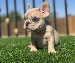 Small French Bulldog