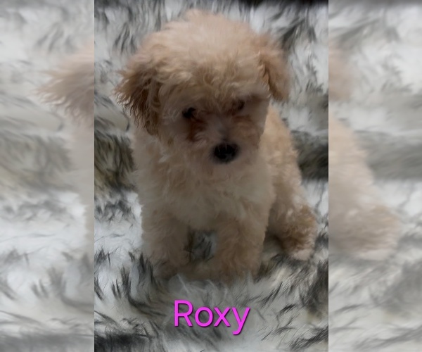 Medium Photo #2 Poodle (Miniature) Puppy For Sale in AZLE, TX, USA