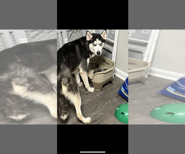 Medium Photo #1 Siberian Husky Puppy For Sale in OWINGS MILLS, MD, USA