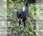 Small #9 Chihuahua Mix