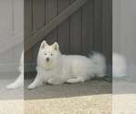 Small #1 Samoyed