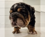 Small Photo #6 English Bulldog Puppy For Sale in SAINT CHARLES, IL, USA