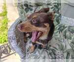 Small #3 Dachshund Mix