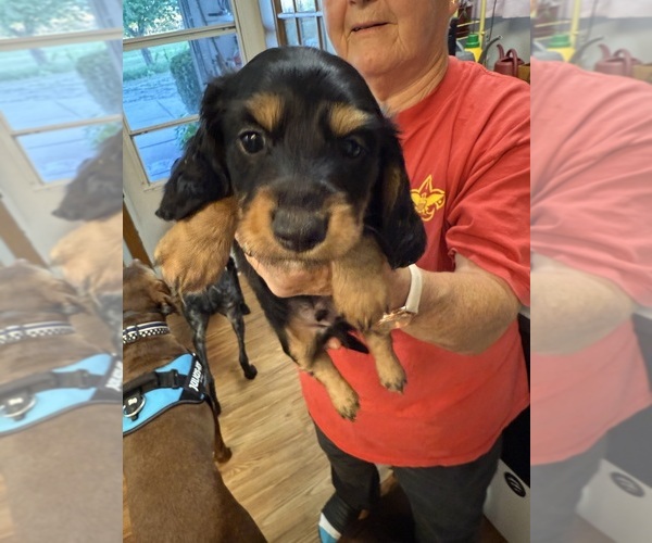 Medium Photo #3 Dachshund Puppy For Sale in ASHLAND, NE, USA